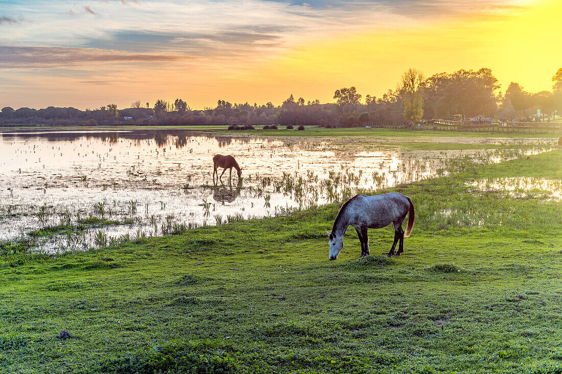 Serene scene of horses grazing in the picturesque La Marisma de Doñana, located in El Rocío, Almonte, Andalucía, España during sunset.