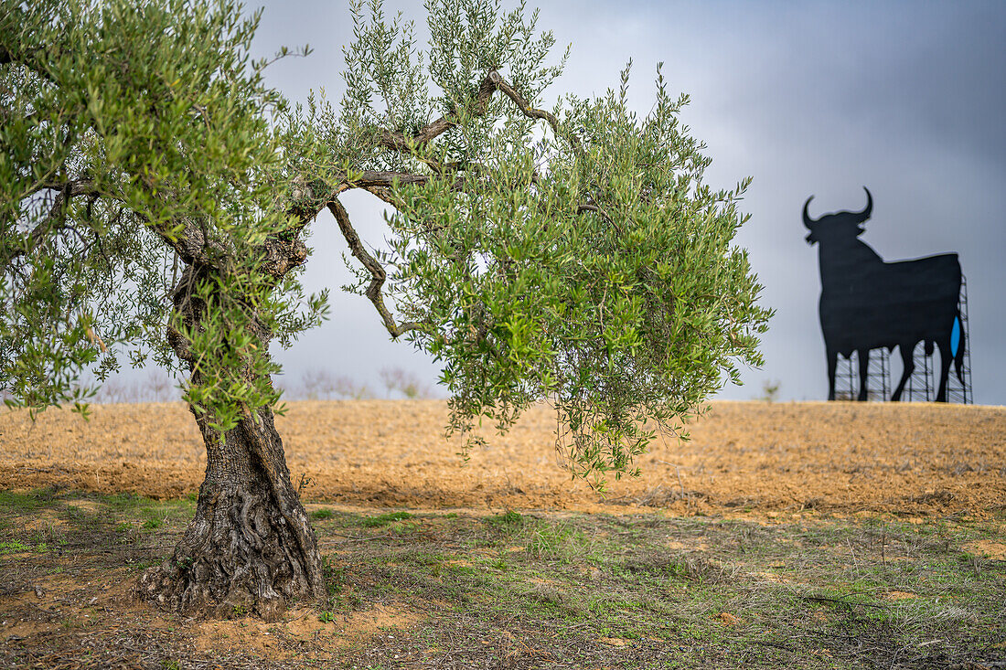 Blick auf einen Olivenbaum und den ikonischen Osborne-Stier in der Provinz Sevilla, Spanien.