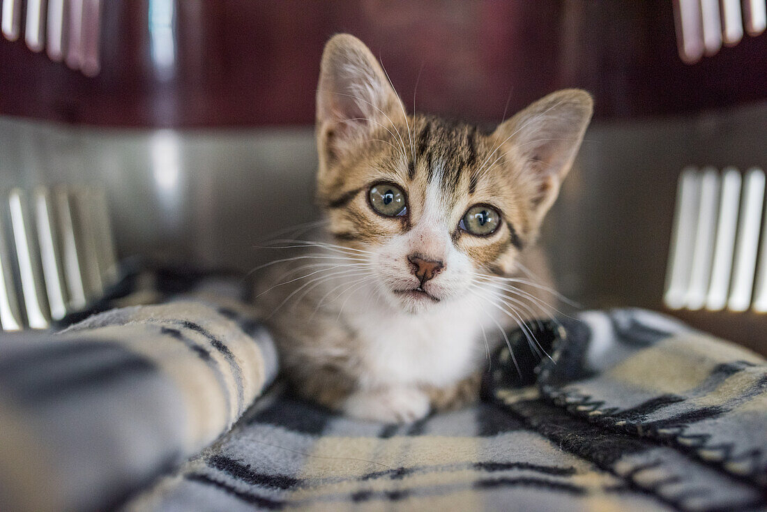 Adorable gray and white kitten sitting in a pet carrier in Seville, Spain. Perfect for pet and animal themes.