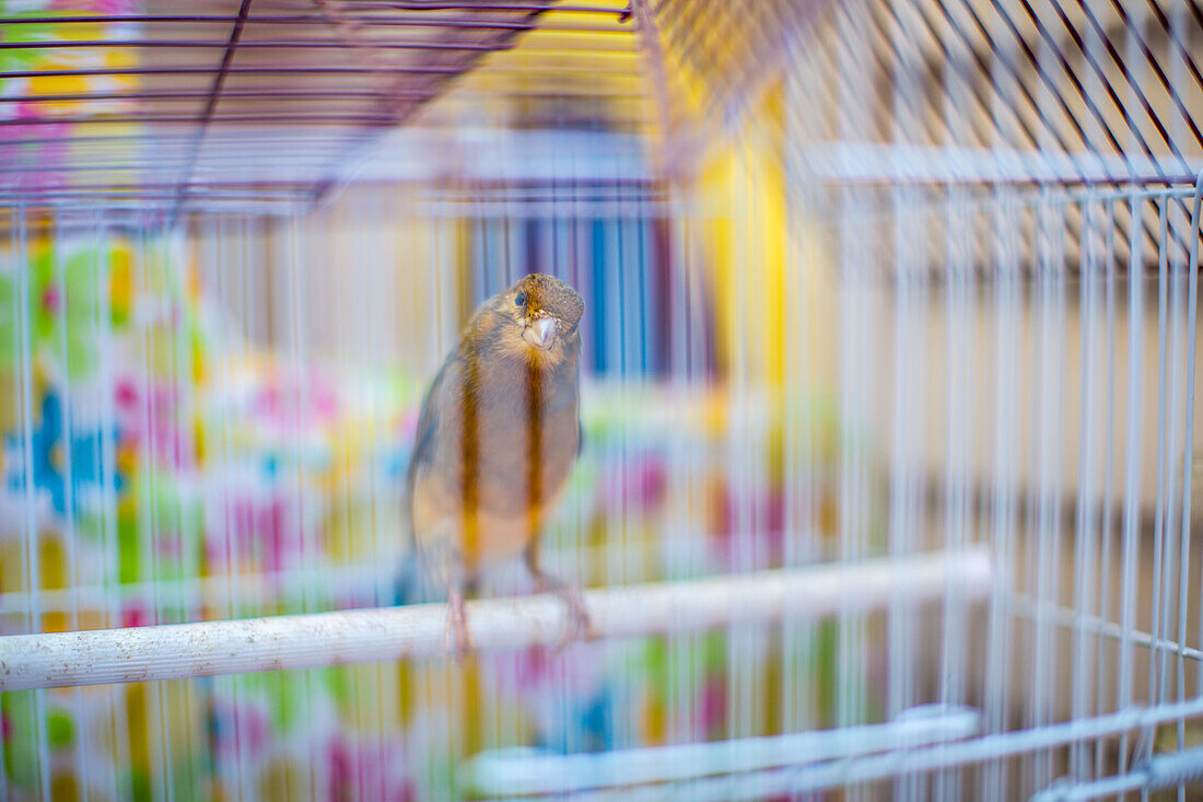 Ein Kanarienvogel sitzt auf einer Sitzstange in einem Käfig in Sevilla, Spanien.