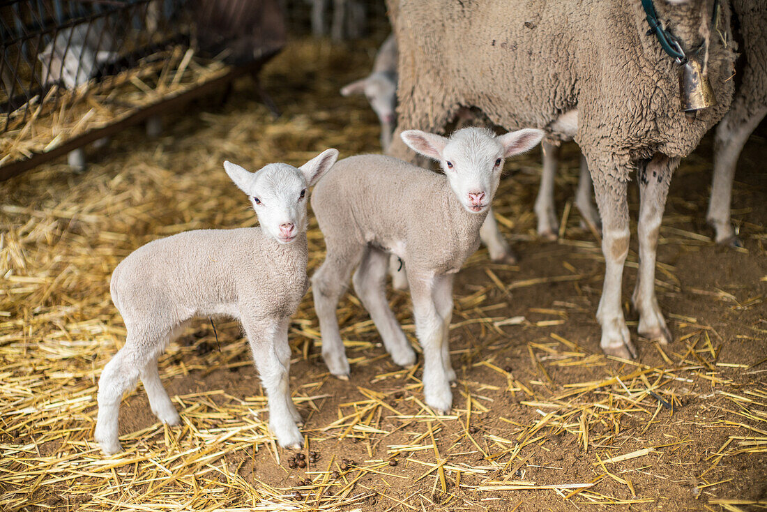 Adorable lambs standing in a barn with straw bedding, located in Villaviciosa de Córdoba, Andalucía, España.