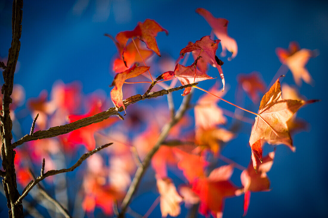 Leuchtend rote Herbstblätter auf einem Ast vor einem strahlend blauen Himmelshintergrund, der die Schönheit und die Farben des Herbstes einfängt.