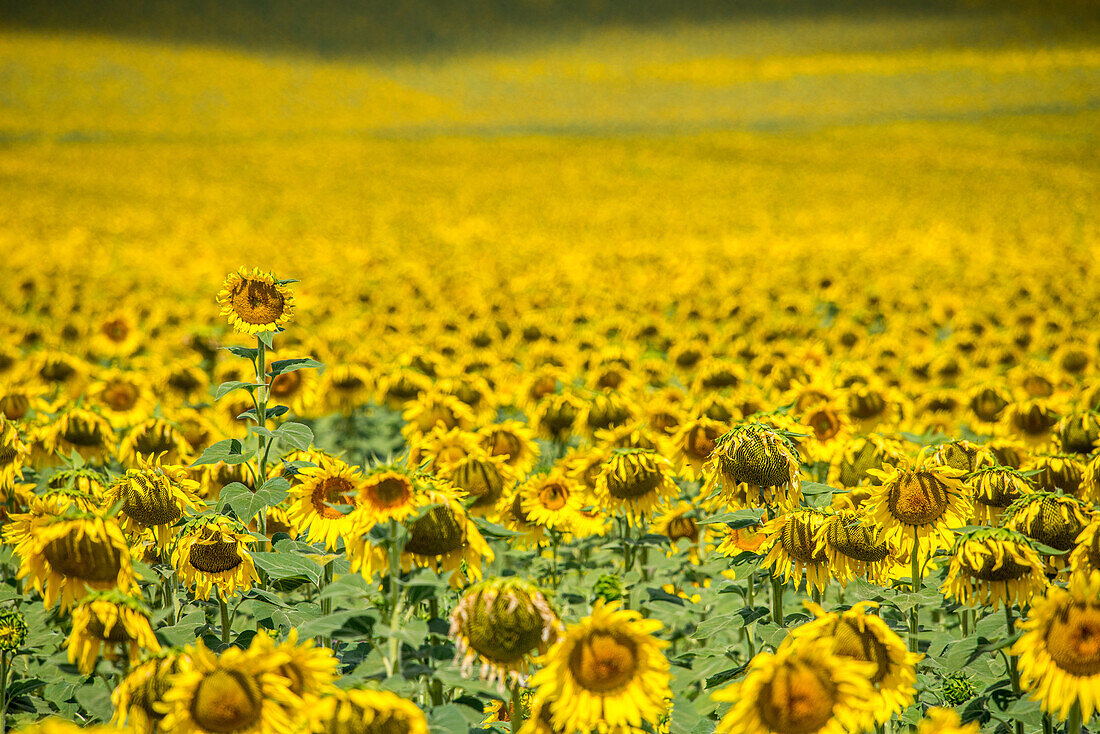 Nahaufnahme von blühenden Sonnenblumen auf einem Feld in der Provinz Sevilla in Spanien.