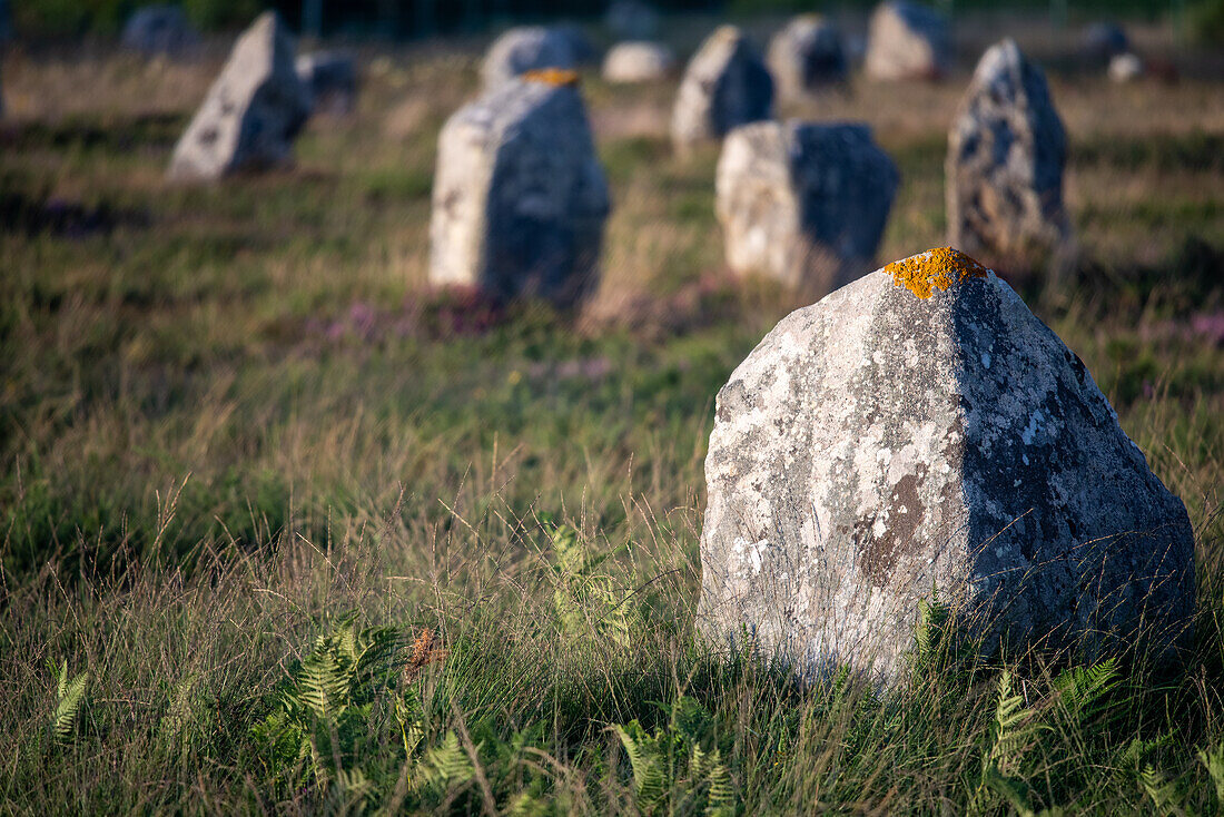 Close up view of the ancient megalithic standing stones in Carnac, Brittany, France, showcasing historical and cultural significance.