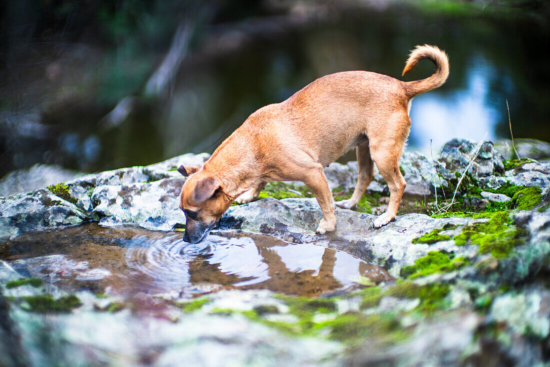 Ein Hund löscht seinen Durst aus einer Wasserpfütze auf einer felsigen Oberfläche in Villaviciosa de Córdoba, Andalusien, Spanien, und zeigt die Schönheit der Natur.