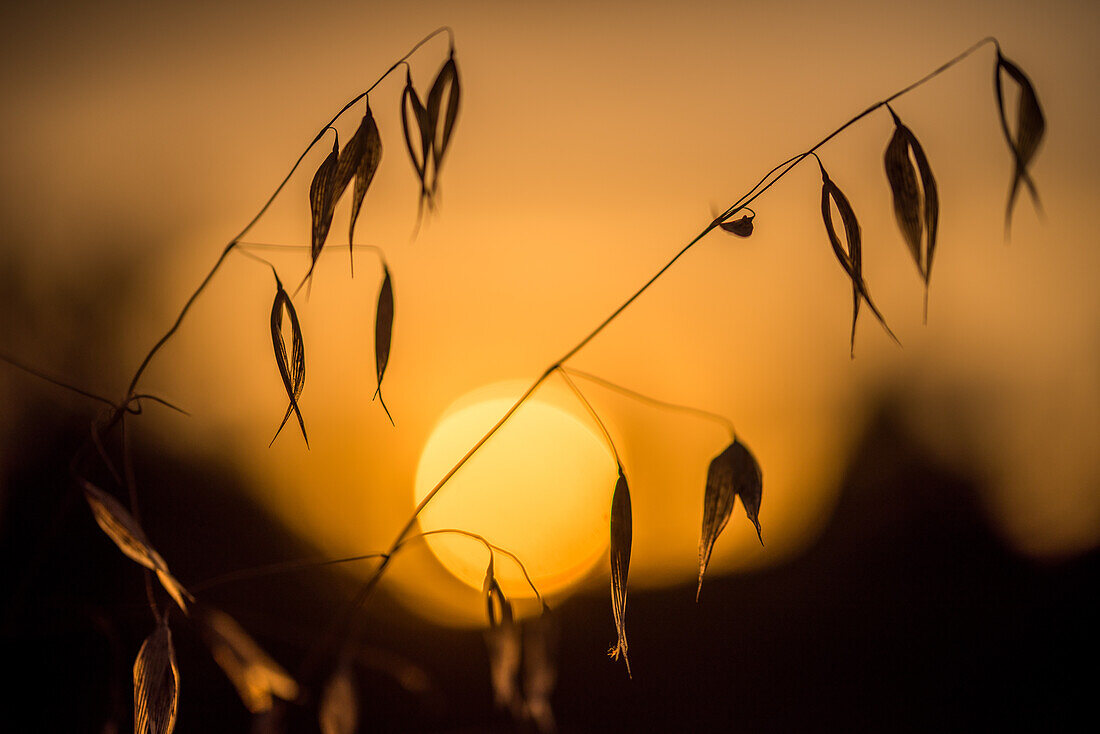 Silhouettiertes Gras vor dem Hintergrund eines friedlichen Sonnenuntergangs in Fuenteheridos, Provinz Huelva, Andalusien, Spanien. Fängt Ruhe und natürliche Schönheit ein.