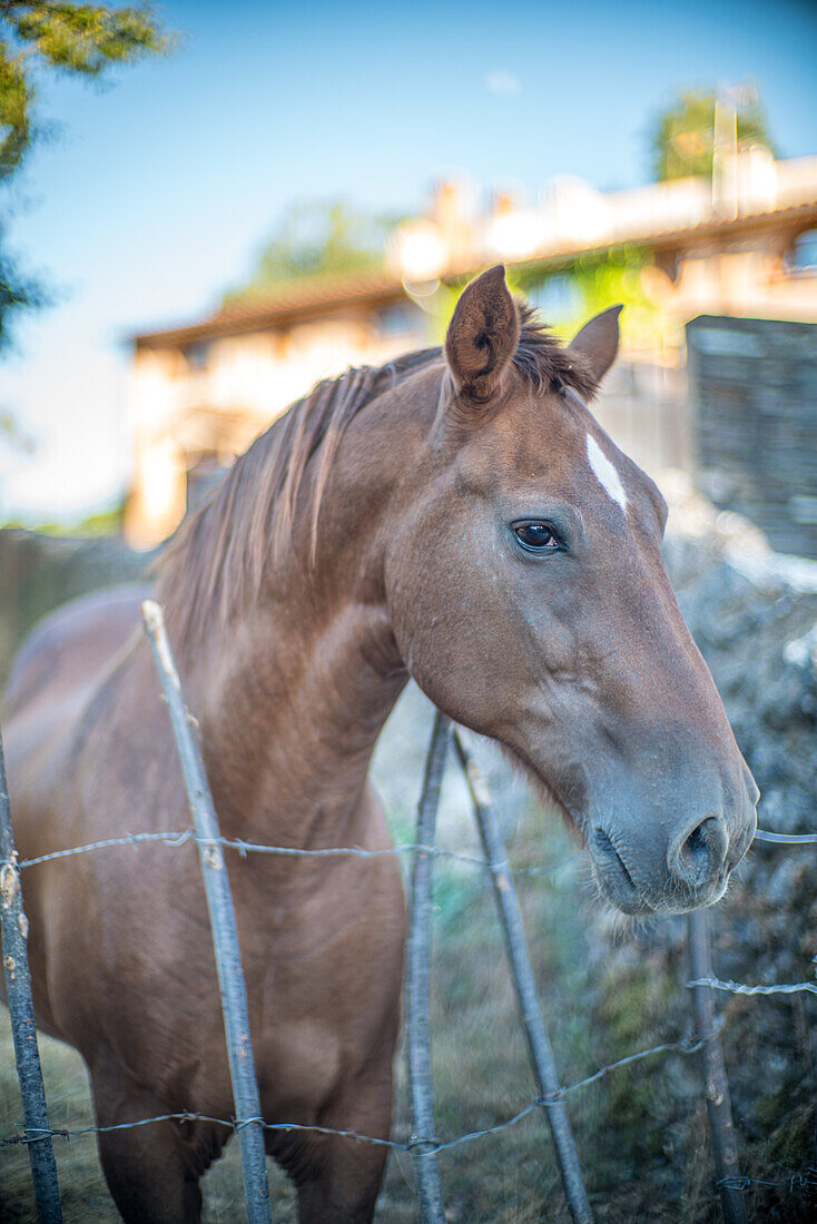 Close up of a beautiful brown horse standing behind a fence in Fuenteheridos, province of Huelva, Andalucia, Spain.