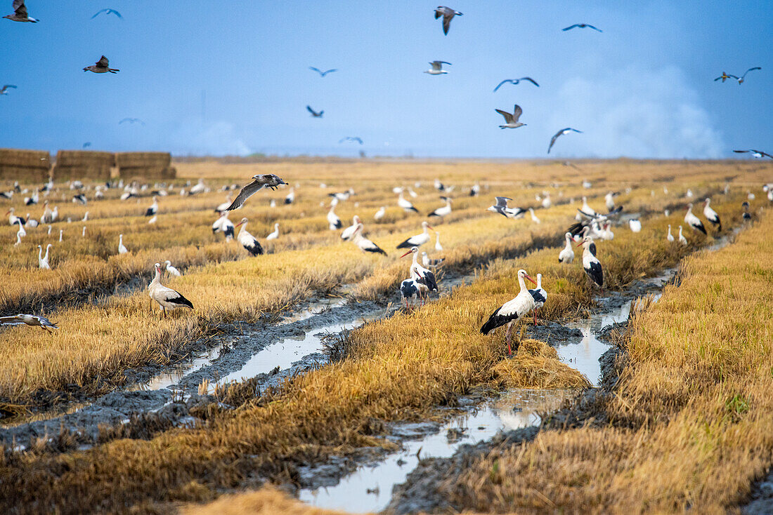 Gulls, storks, and other birds feeding in a recently harvested rice field located in Isla Mayor, Doñana marshes, Seville, Spain.