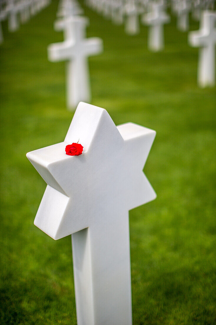 Ein ruhiges Bild des amerikanischen Militärfriedhofs in der Normandie, Frankreich, mit weißen Kreuzen und einer einsamen roten Rose auf einem jüdischen Soldatengrab.