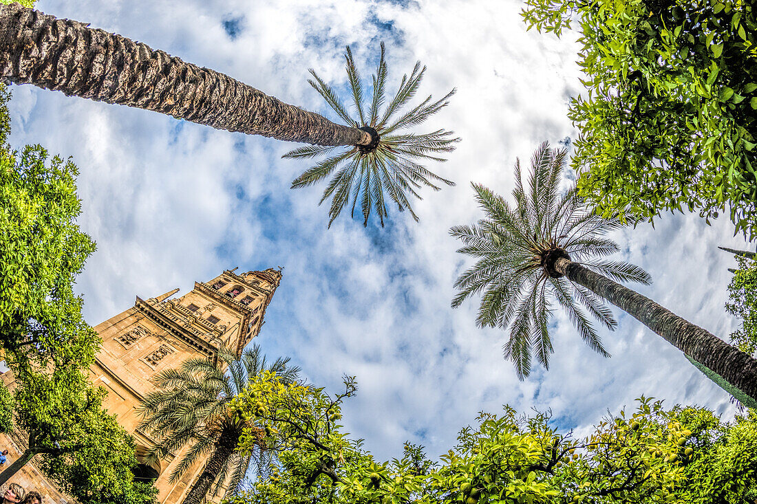 Fischaugenansicht mit Blick auf Palmen und Turm im Patio de los Naranjos, Cordoba, Andalusien, Spanien.