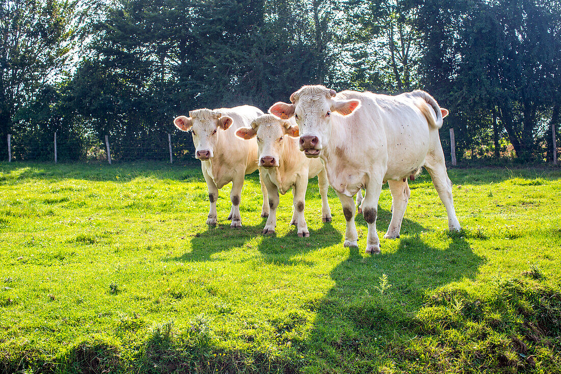 Three white cows standing on a lush green pasture in Calvados, Normandy, France, on a sunny day.