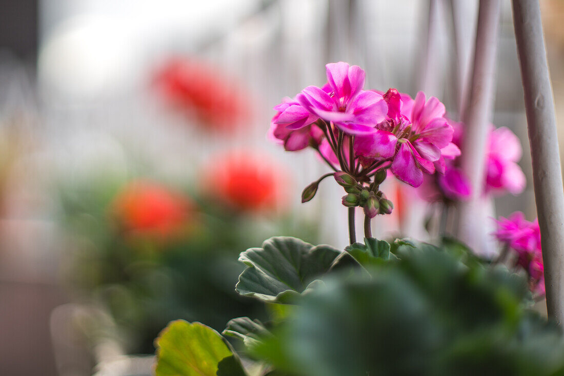 Nahaufnahme von leuchtend rosafarbenen und roten Geranienblüten in einem Garten, die ihre natürliche Schönheit und die heitere Umgebung unterstreichen.