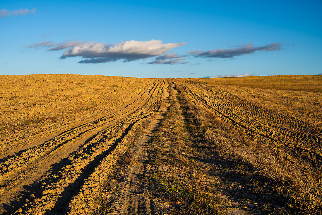 A serene agricultural landscape in Carrión de los Céspedes, Sevilla, Spain. Showcasing tilled fields under a clear blue sky.