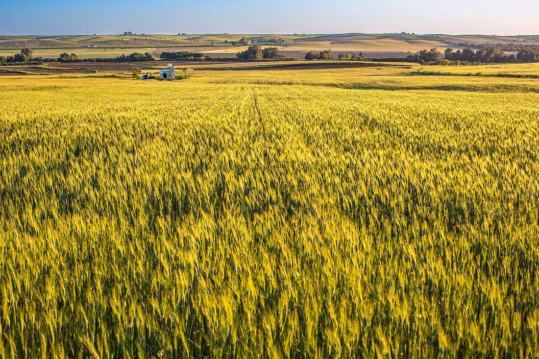 A wide shot of a wheat field in Carrion de los Cespedes, Spain. The field is green and yellow, with the sun shining on it. In the background, a few trees and hills can be seen.