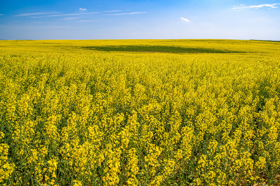 A vast field of blooming yellow rapeseed flowers in Fuente Palmera, Cordoba, Spain. The field stretches as far as the eye can see under a bright blue sky.