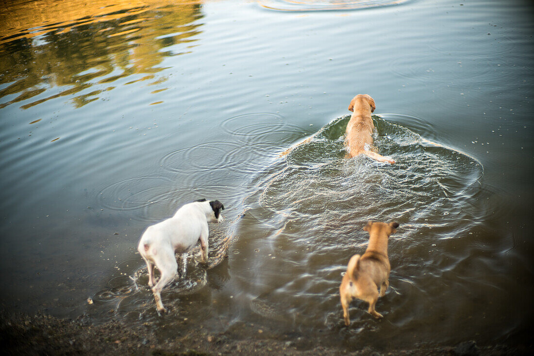 Drei Hunde genießen und spielen im kühlen Wasser eines Stausees in Villaviciosa de Cordoba, Andalusien, Spanien.