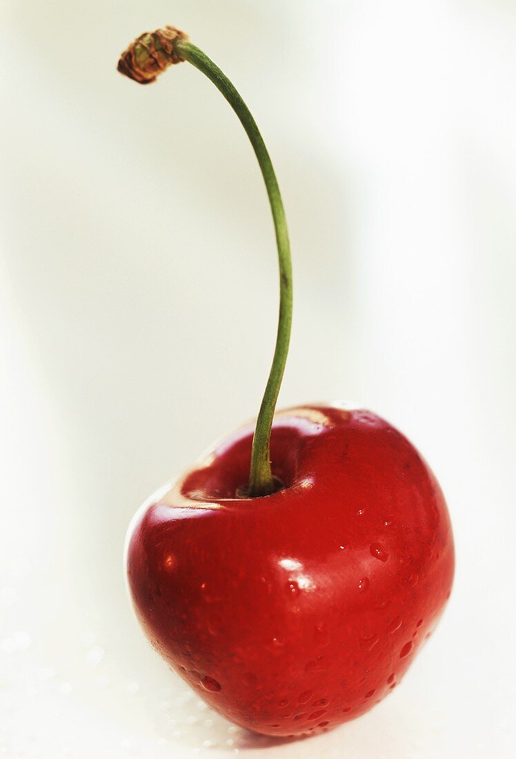 A Single Red Cherry, Close Up