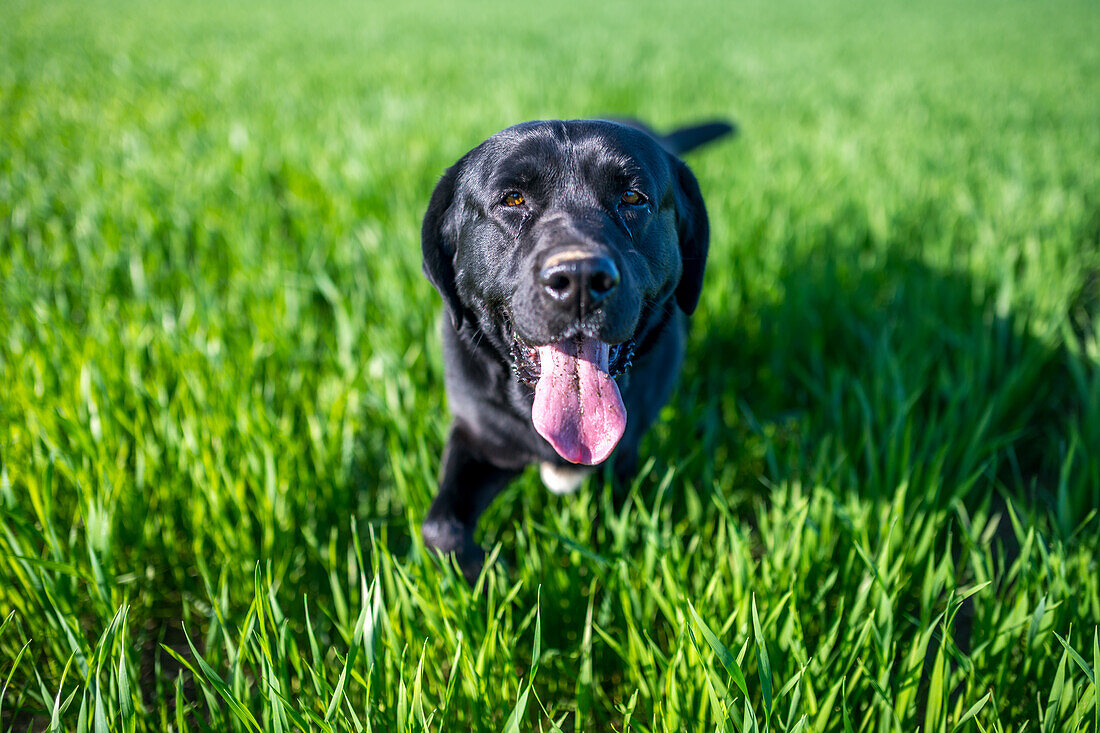 Ein fröhlicher schwarzer Labrador-Hund mit herausgestreckter Zunge genießt seine Spielzeit in einem üppigen grünen Grasfeld. Er fängt die Essenz von Spaß und Freiheit ein.