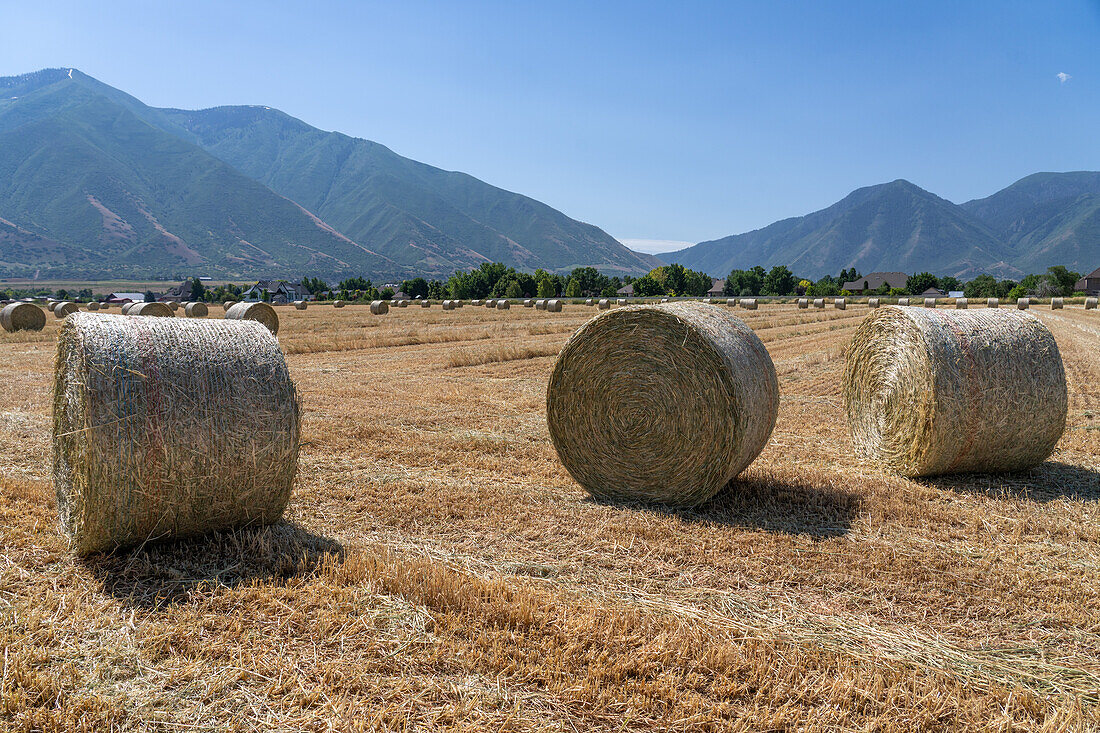 A field of large rolled bales of hay, also known as round bales, for feeding livestock in Mapleton, Utah.