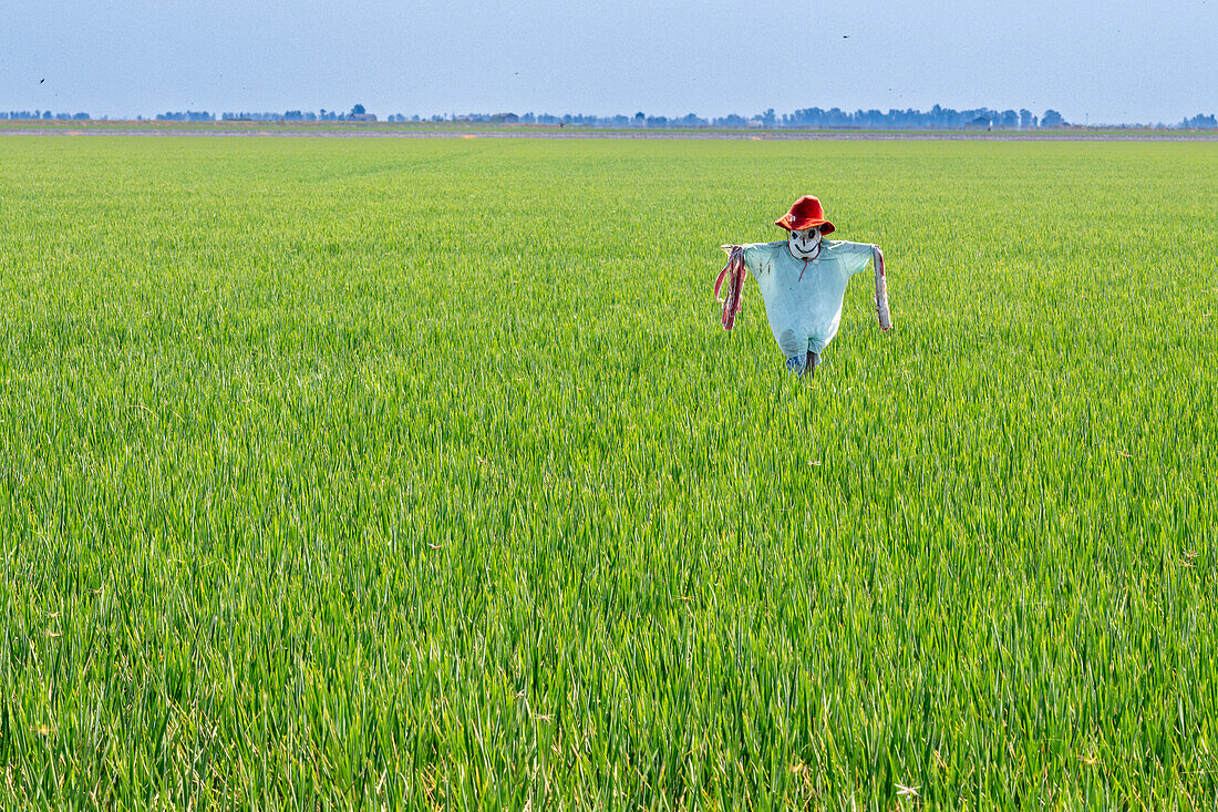 Scarecrow standing in a vibrant green arrozal in Puebla del Río, Sevilla, España. Agricultural landscape under a clear blue sky.