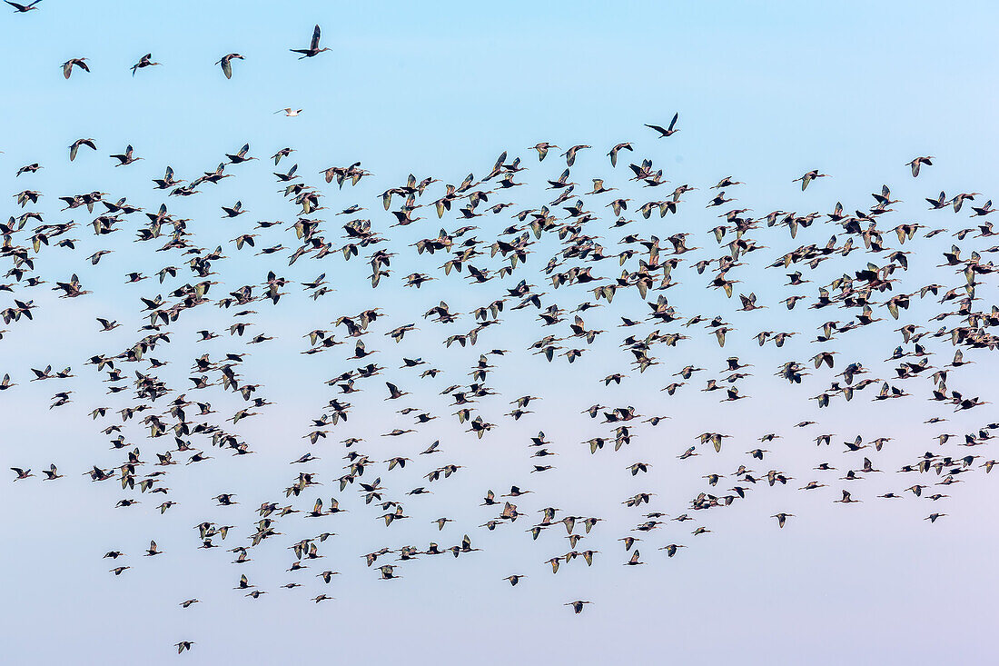 A large flock of Glossy Ibis birds in flight over Isla Mayor, located in the Doñana region near Seville, Spain.