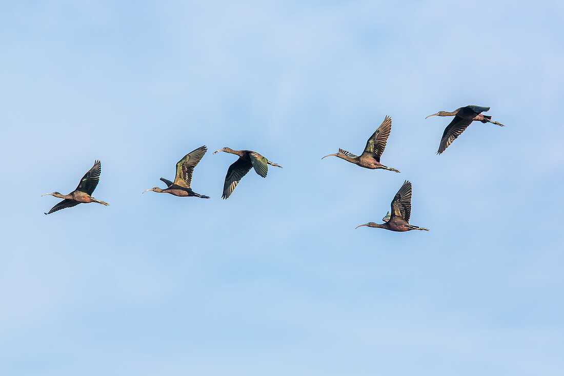 Ein Schwarm Waldrappe (Plegadis falcinellus) schwebt anmutig am Himmel über der Isla Mayor, Donana, Sevilla, Spanien.