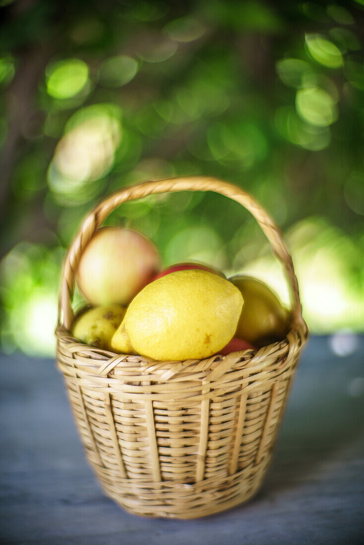 Basket of quinces on a rustic surface with a vibrant, blurry green background in Fuenteheridos, Huelva, Andalucia, Spain.