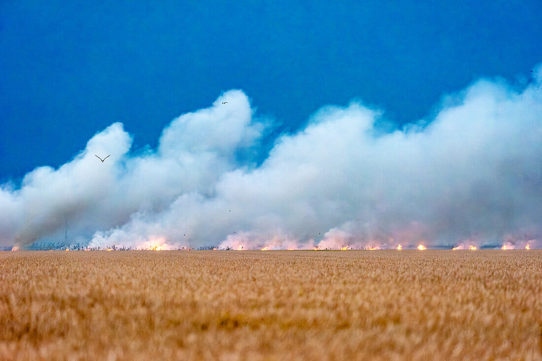 Rauchwolken steigen von brennenden Reisstoppeln in Isla Mayor, Sevilla, Spanien, im September auf. Im Vordergrund ist Reis zu sehen, der noch nicht geerntet wurde.