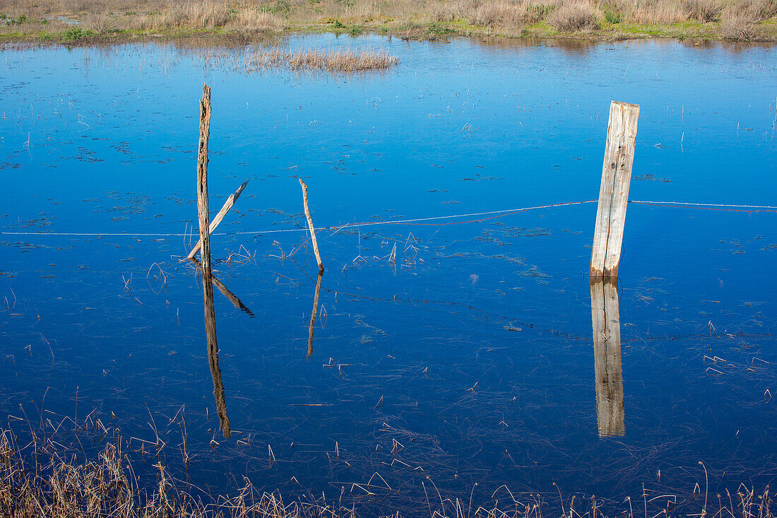 A serene view of the marshlands in Doñana, Spain, with standing water reflecting dead trees and a wooden fence, conveying tranquility.