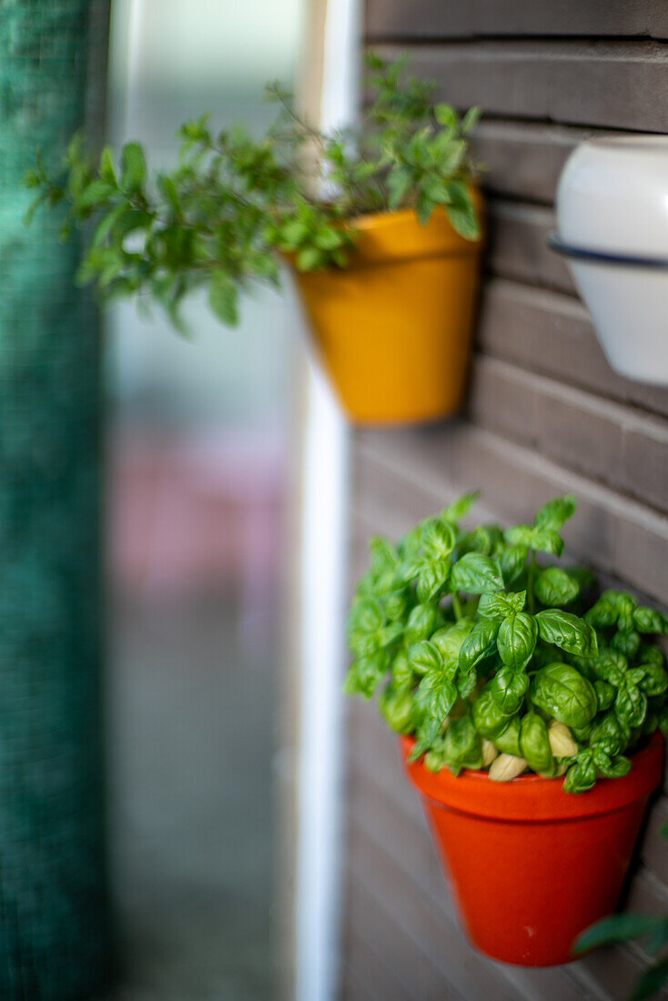 Frische grüne Kräuter in leuchtend orangefarbenen und gelben Töpfen, die an einer Wand hängen und eine lebendige und natürliche Atmosphäre schaffen.