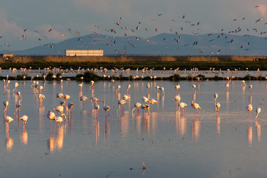 Beautiful view of flamingos wading in calm waters during sunset in Doñana National Park, España. Serene and natural setting with flying birds in the background.