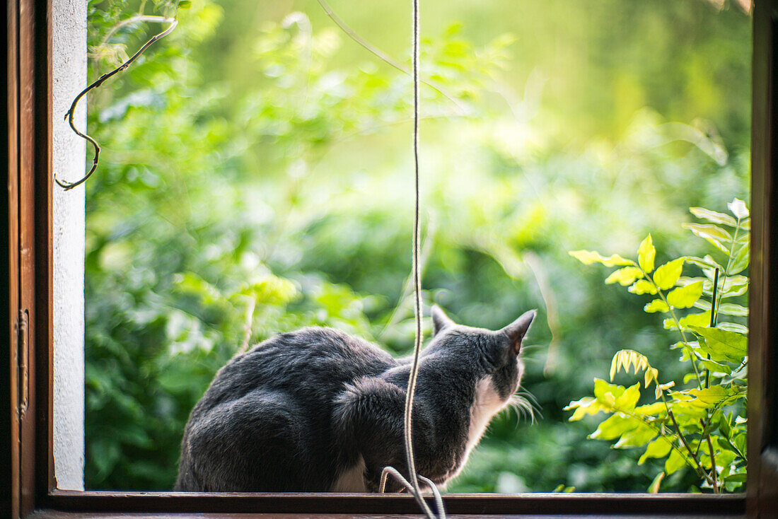 Eine ruhige Szene mit einer Katze, die an einem offenen Fenster sitzt und auf das grüne Laub in Fuenteheridos, Andalusien, schaut.