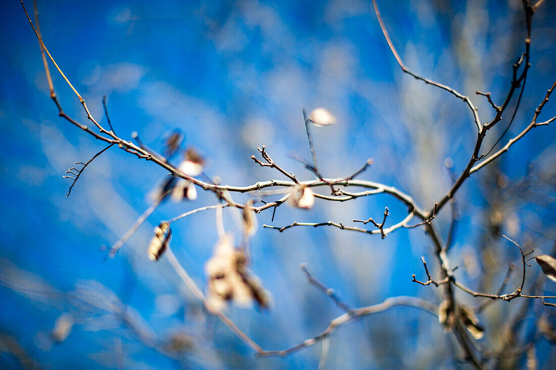 Detailaufnahme kahler Baumzweige und -stämme vor einem blauen Winterhimmel, der Gefühle von Kälte und Ruhe hervorruft.