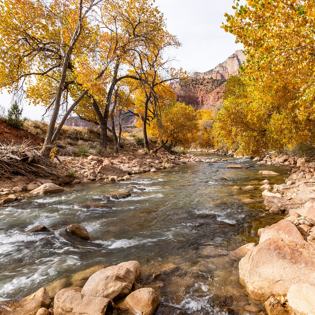 Virgin River fließt im Herbst durch den Zion-Nationalpark