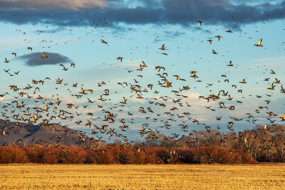 Wandernde Stockente im Flug über Feldern und Hügeln bei Sonnenuntergang