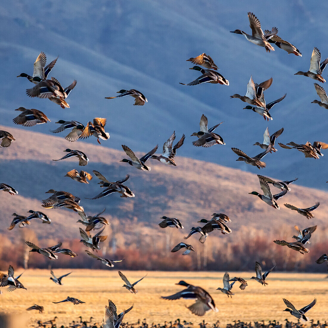 Wandernde Stockente im Flug über Felder