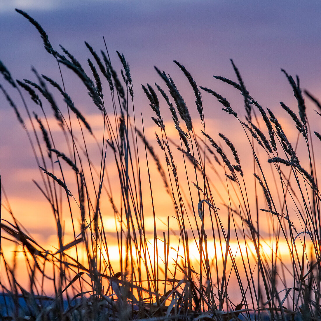 Silhouetten von wilden Gräsern gegen den Himmel bei Sonnenuntergang