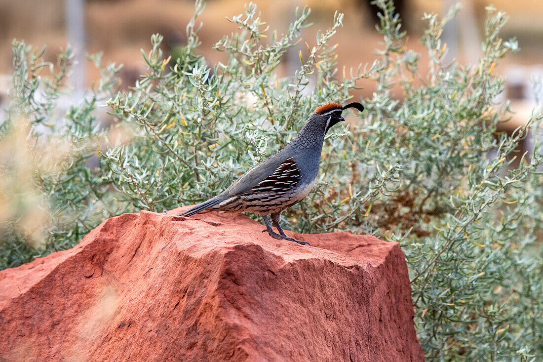 Gambels-Wachtel auf rotem Felsen im Zion-Nationalpark