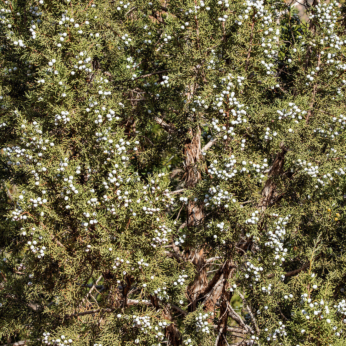 Nahaufnahme von Beeren an einem Wacholderbaum