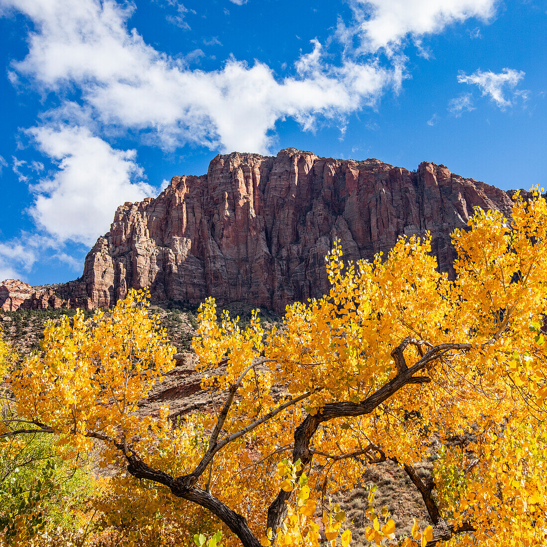 Baum mit gelben Herbstblättern und Felsen im Zion-Nationalpark