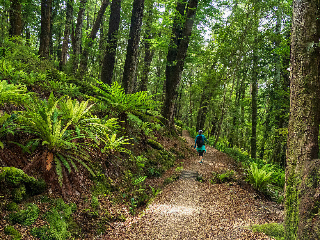 Rear view of hiker on footpath in forest in Fiordland National Park