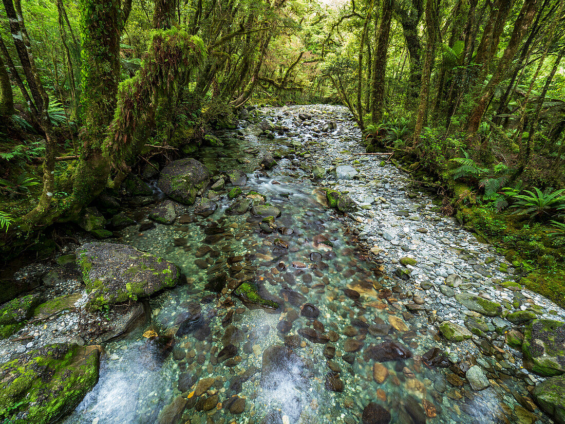 Flacher Bach und moosbewachsene Bäume im Wald im Fiordland-Nationalpark