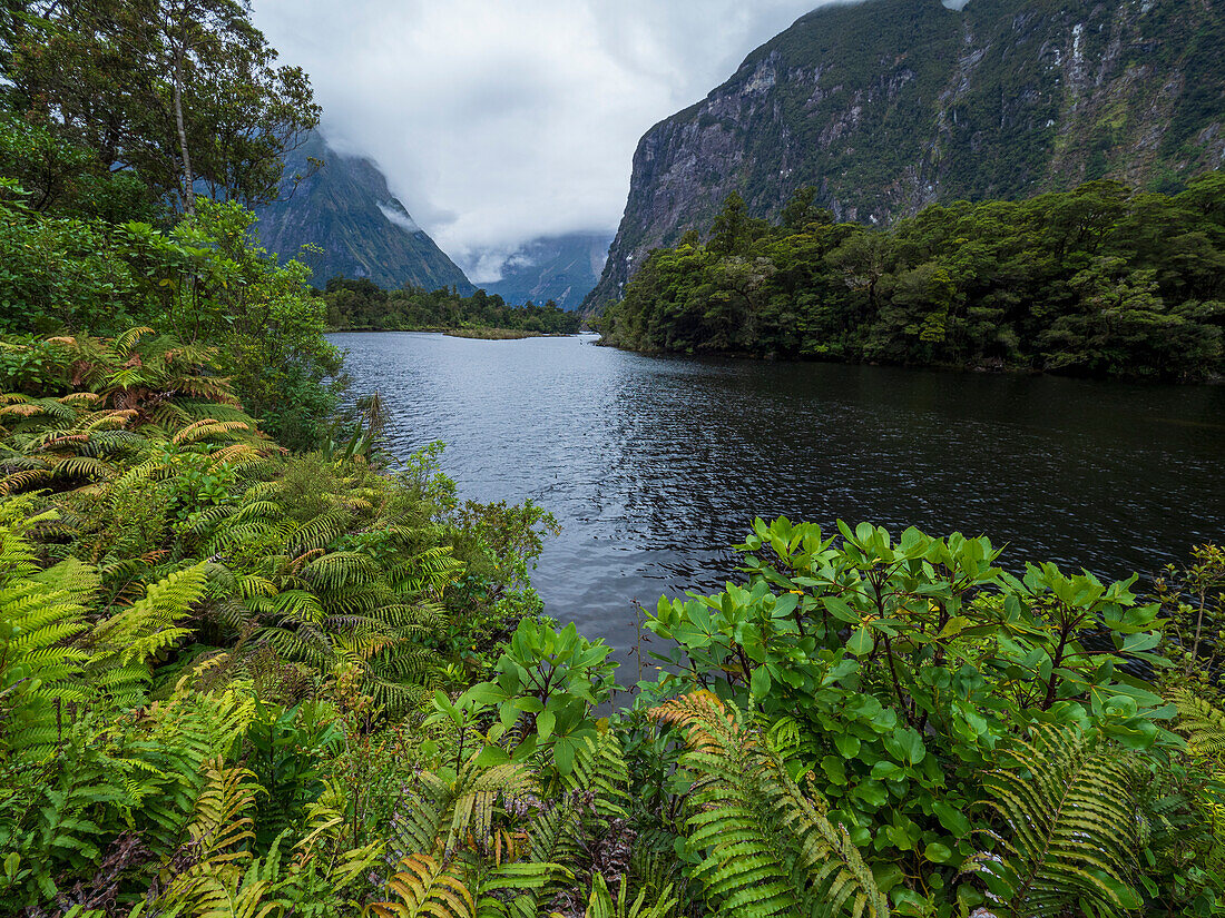 Fjord und Berge mit grünen Farnen im Vordergrund im Fiordland-Nationalpark