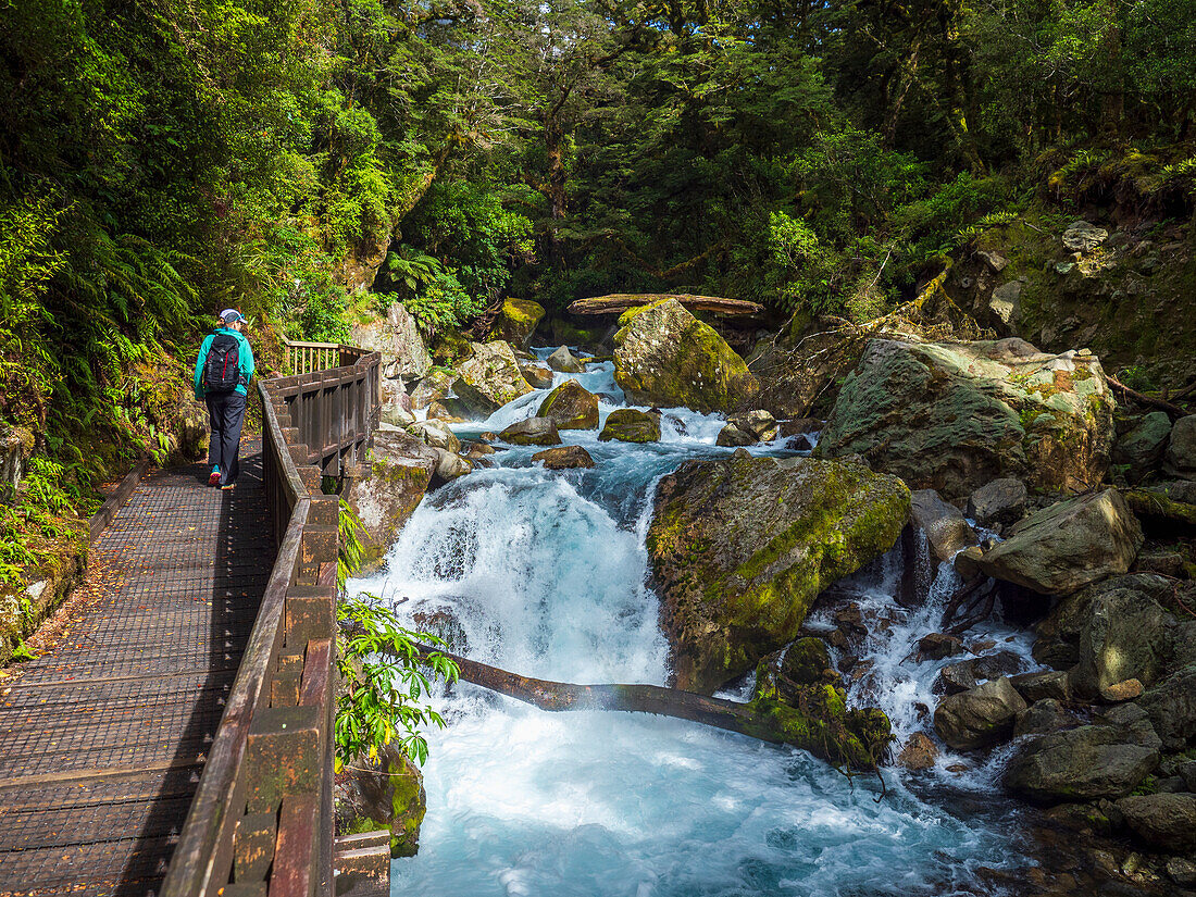 Rear view of hiker crossing footbridge over creek in Fiordland National Park