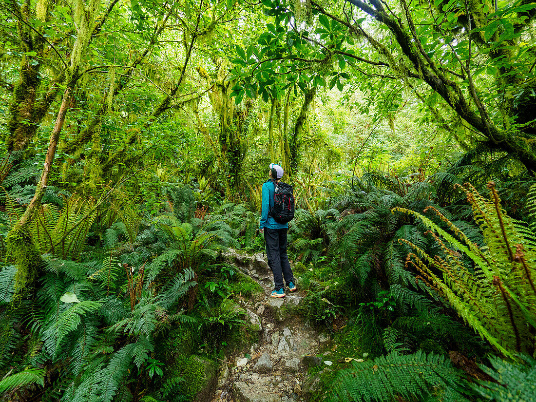 Rückansicht eines Wanderers beim Betrachten von Pflanzen im Wald im Fiordland National Park