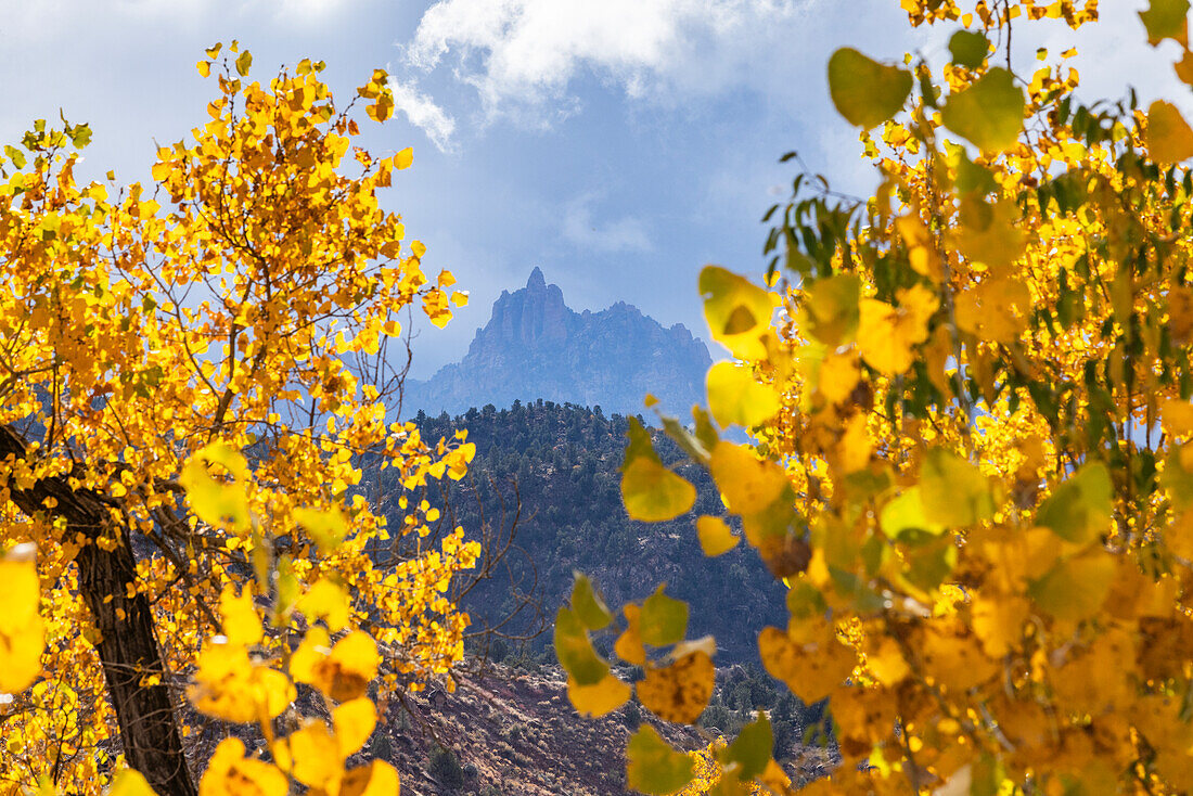 Tree branches with yellow fall leaves with mountain in distance