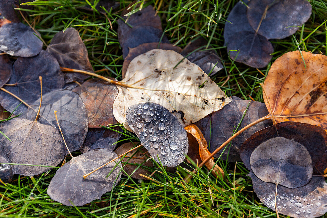 Close-up of fall leaves with dew on grass