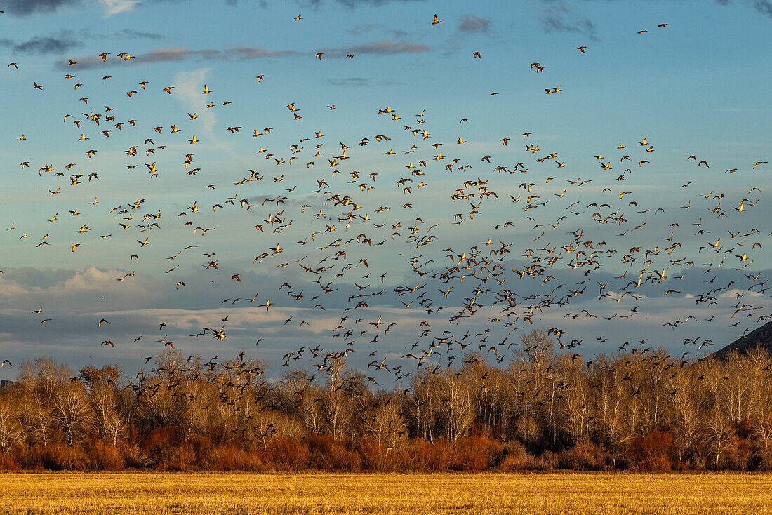 Schwarm wandernder Stockenten, die bei Sonnenuntergang über Felder und Bäume fliegen