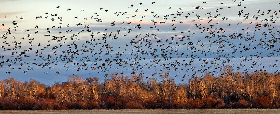 Flock of migrating mallard ducks flying over fields and trees at sunset