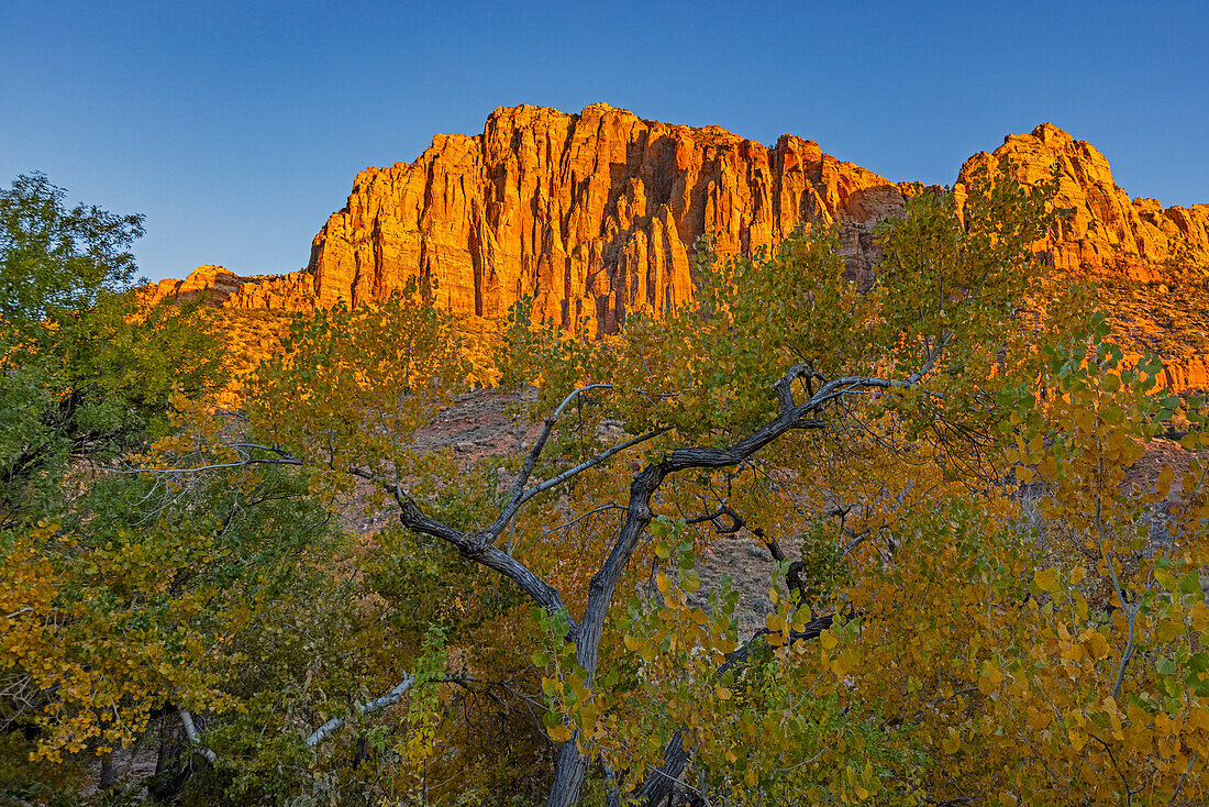 Rote Sandsteinklippen mit Baum im Vordergrund im Herbst im Zion-Nationalpark